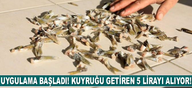 Uygulama başladı! Kuyruğu getiren 5 lirayı alıyor!
