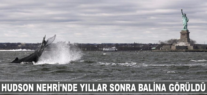 Hudson Nehri’nde yıllar sonra balina görüldü