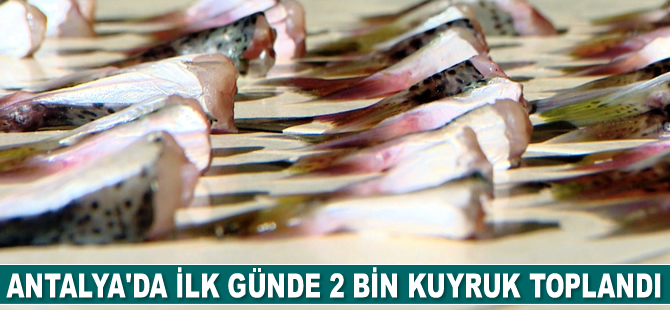 Antalya'da ilk günde 2 bin kuyruk toplandı