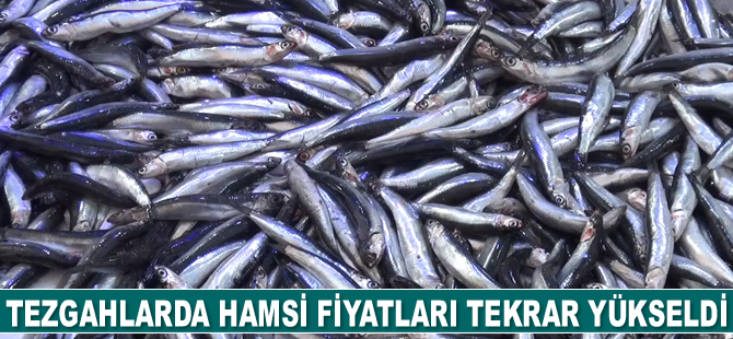 Tezgahlarda hamsi fiyatları tekrar yükseldi