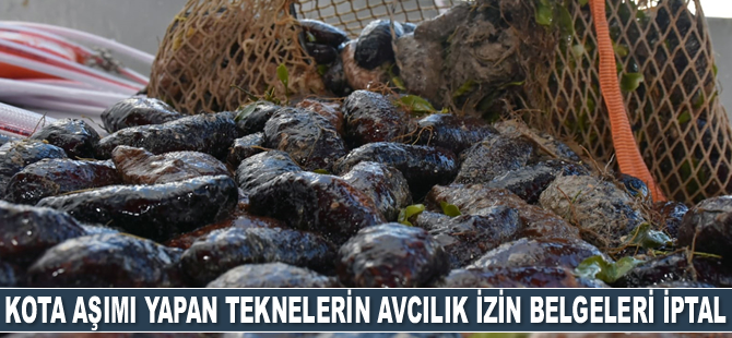 Deniz patlıcanında kota aşımı yapan teknelerin avcılık izin belgeleri iptal edilecek