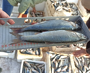 Van’da su ürünleri denetimleri artırıldı