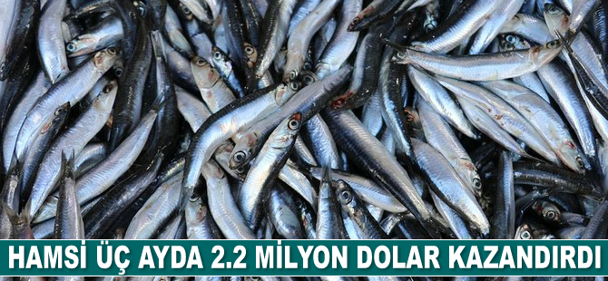 Hamsi 3 ayda 2.2 milyon dolar kazandırdı