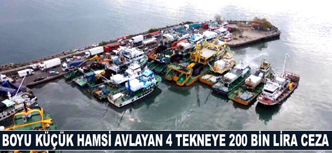 Zonguldak'ta boyu küçük hamsi avlayan 4 tekneye 200 bin lira ceza kesildi