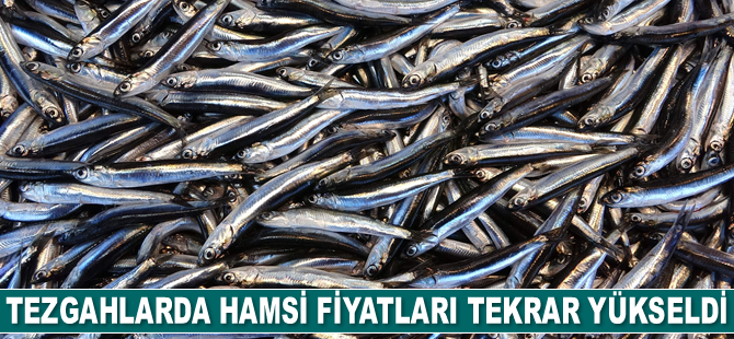 Hamsi fiyatları tekrar yükseldi