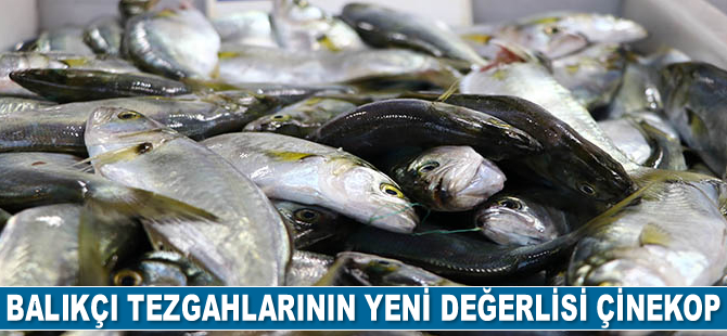 Tekirdağ'da balıkçı tezgahlarının yeni değerlisi çinekop oldu