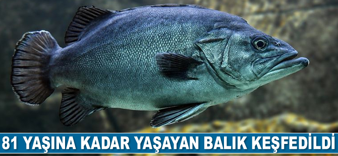 81 yaşına kadar yaşayan balık keşfedildi