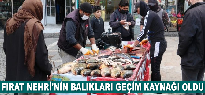 Fırat’ın balıkları geçim kaynağı oldu