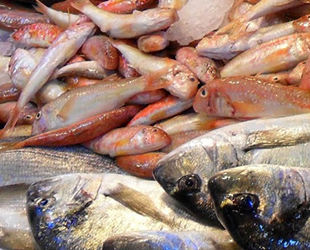 Son 16 yılda su ürünleri sektörüne 1 milyar 350 lira destek sağlandı