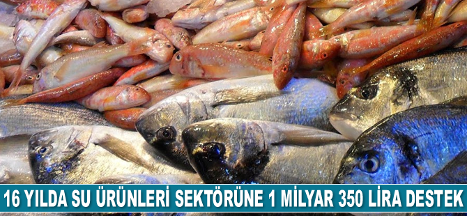 Son 16 yılda su ürünleri sektörüne 1 milyar 350 lira destek sağlandı