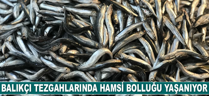 Tezgahlarda hamsi bolluğu yaşanıyor