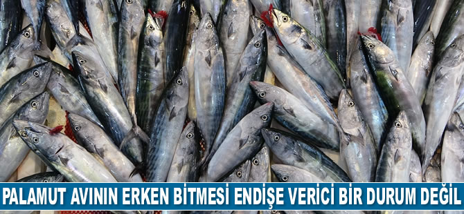 Cemal Dinçer: Palamut avının bu yıl erken bitmesi ve az çıkması endişe verici bir durum değil