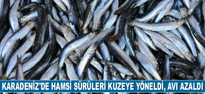 Hamsi sürüleri kuzeye yöneldi, avı azaldı