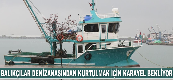 Karadeniz'de balıkçılar denizanasından kurtulmak için kara yel bekliyor
