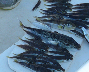 Amatör balıkçılar da balon balığı desteği istiyor