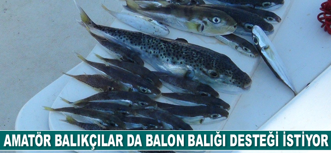 Amatör balıkçılar da balon balığı desteği istiyor