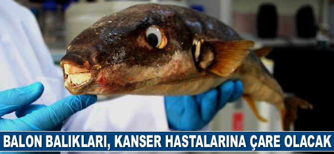Balon balıkları, kanser hastalarına çare olacak