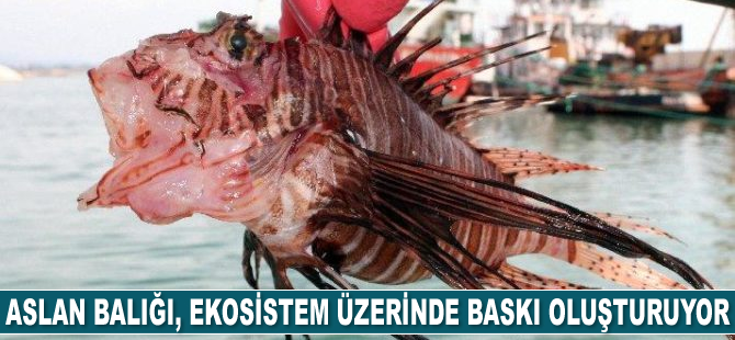 Aslan balığı, ekosistem üzerinde ciddi baskı oluşturuyor
