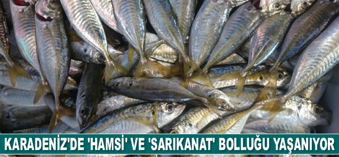 Karadeniz'de 'hamsi' ve 'sarıkanat' bolluğu yaşanıyor