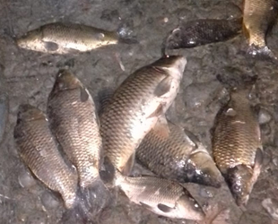 Adana’da oksijensiz kalan balıklar telef oldu