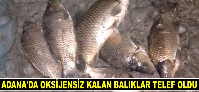 Adana’da oksijensiz kalan balıklar telef oldu