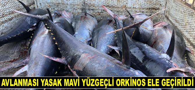 Mersin'de avlanması yasak mavi yüzgeçli orkinos balığı ele geçirildi