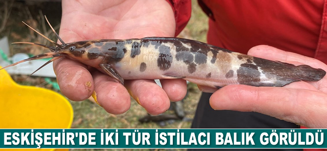 Eskişehir’de iki tür istilacı balık görüldü