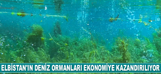 Elbistan’ın deniz ormanları ekonomiye kazandırılıyor