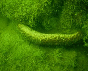 Çeşme Marina Deniz Patlıcanı Projesi başarıyla devam ediyor