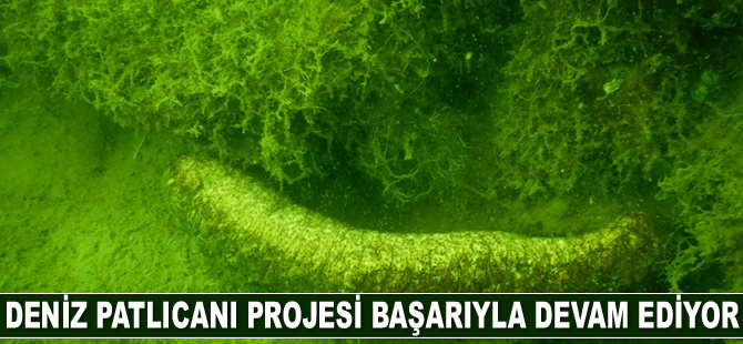 Çeşme Marina Deniz Patlıcanı Projesi başarıyla devam ediyor