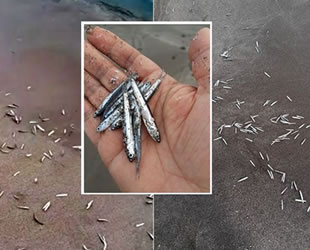 Antalya'da onlarca balık kıyıya vurdu