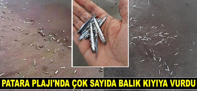 Antalya'da onlarca balık kıyıya vurdu
