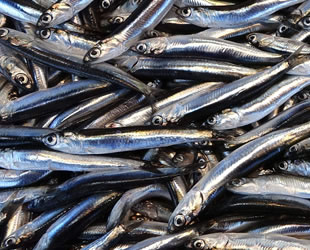 Olumsuz hava koşulları balık fiyatlarını yükseltti