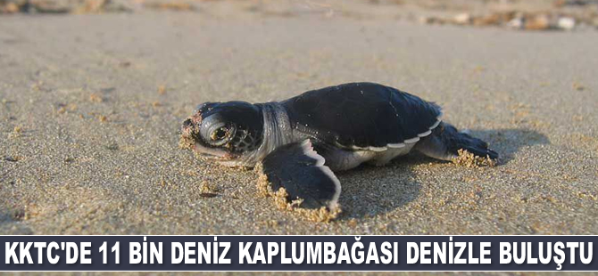 DAÜ-SAGM 11 bin deniz kaplumbağasını denizle buluşturdu