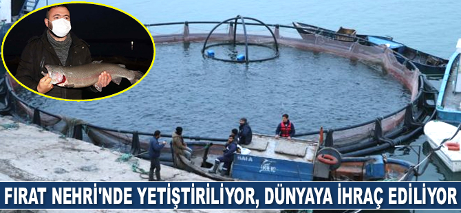Fırat Nehri’nde üretilen somon balıkları, dünyaya ihraç ediliyor