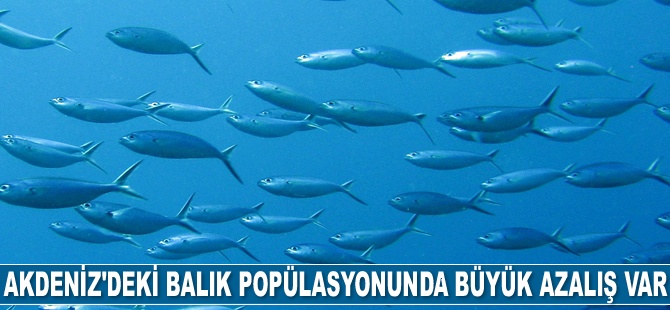 Akdeniz'deki balık popülasyonunda büyük azalış var