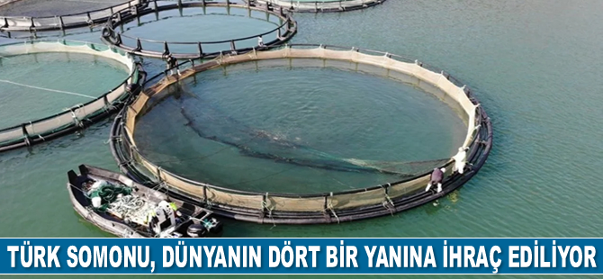 Türk somonu, dünyanın dört bir yanına ihraç ediliyor