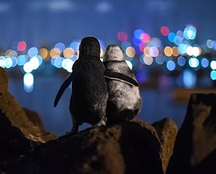 2020 Ocean Fotoğraf Ödülleri'ni kazananlar belli oldu