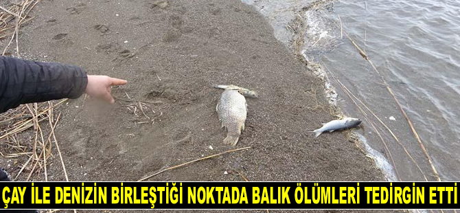 Çanakkale’de çay ile denizin birleştiği noktada balık ölümleri tedirgin etti