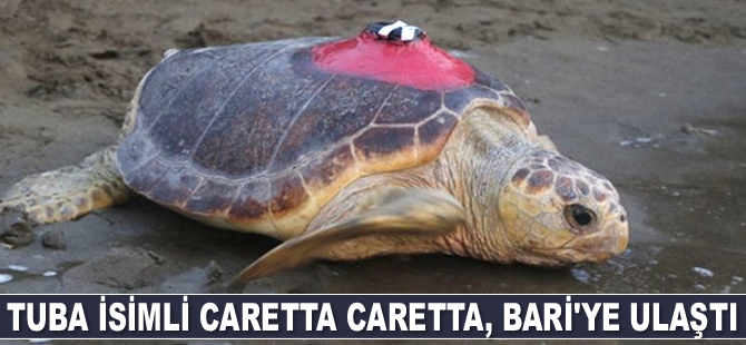 Tuba isimli caretta caretta, Bari'ye ulaştı