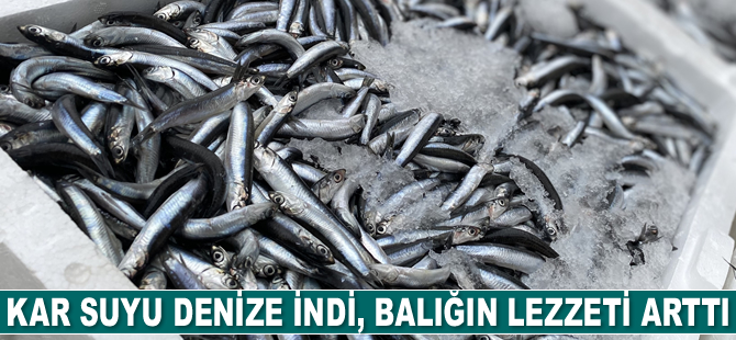 Kar suyu denize indi, balığın lezzeti arttı