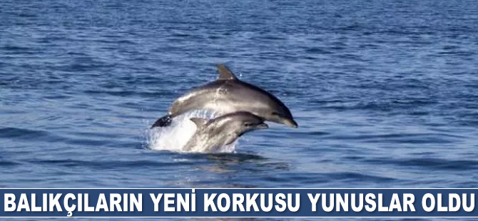 Balon balığından sonra balıkçıların yeni korkusu yunuslar oldu