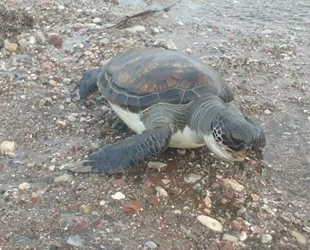 Datça’da sahilde yeşil kaplumbağa ölüsü bulundu