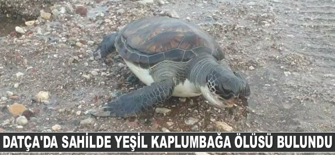 Datça’da sahilde yeşil kaplumbağa ölüsü bulundu