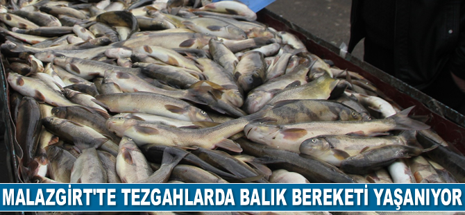 Malazgirt’te balık bereketi yaşanıyor