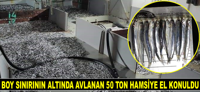 Düzce'de yasal boy sınırının altında avlanan 50 ton hamsiye el konuldu