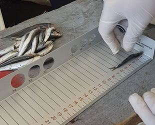 Zonguldak’ta tekne sahibi ve 4 personele ceza kesildi