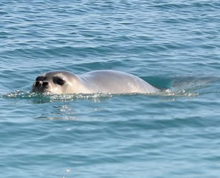 Foça’da foklar yeniden görülmeye başlandı