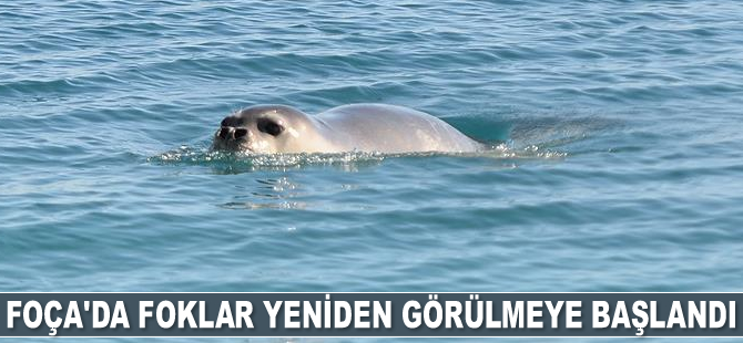 Foça’da foklar yeniden görülmeye başlandı