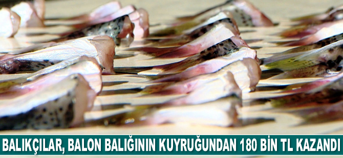 Antalyalı balıkçılar, balon balığının kuyruğundan 180 bin TL kazandı